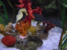 Аквариум Sea Life