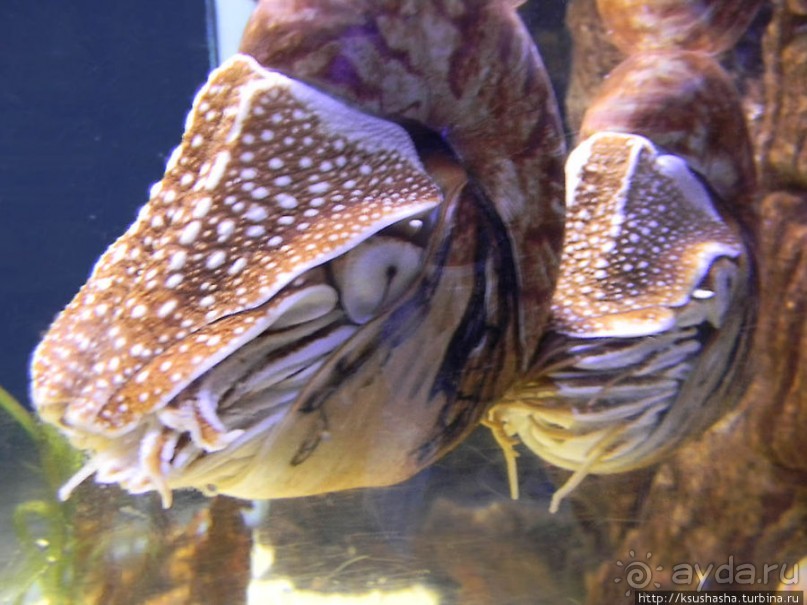 Аквариум Sea Life