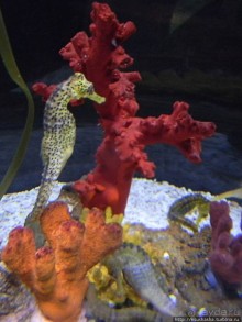 Аквариум Sea Life