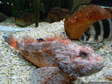 Аквариум Sea Life