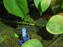 Аквариум Sea Life