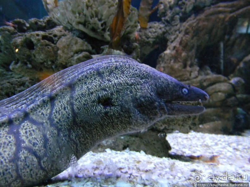 Аквариум Sea Life