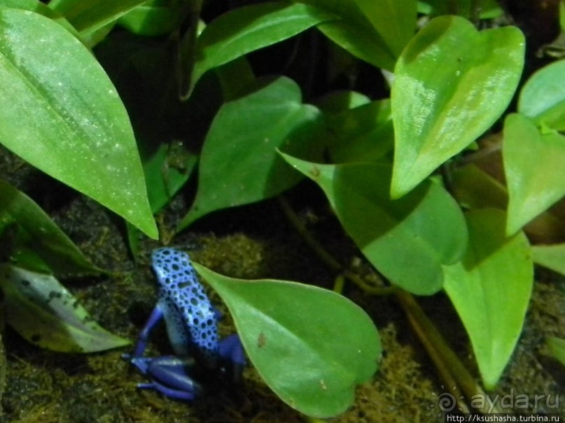 Аквариум Sea Life