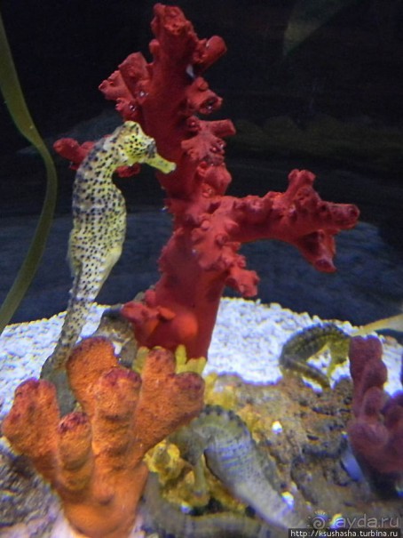 Аквариум Sea Life