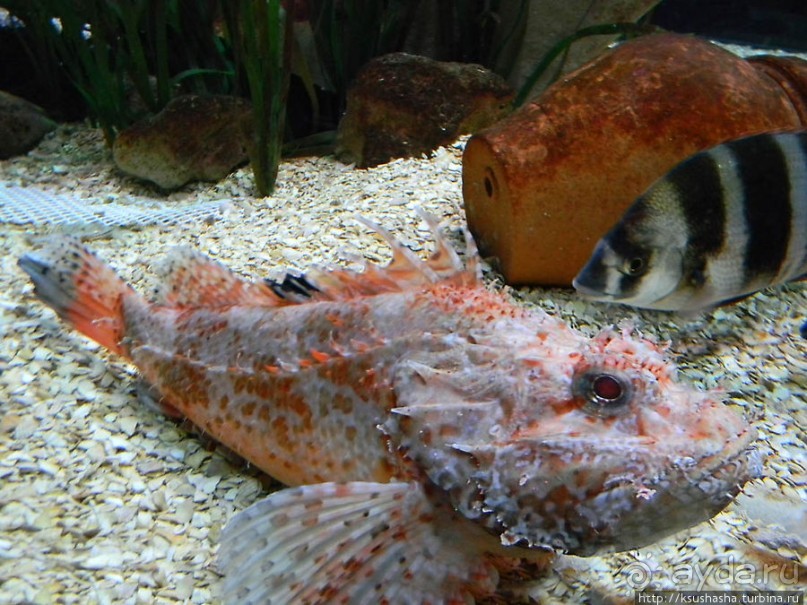 Аквариум Sea Life