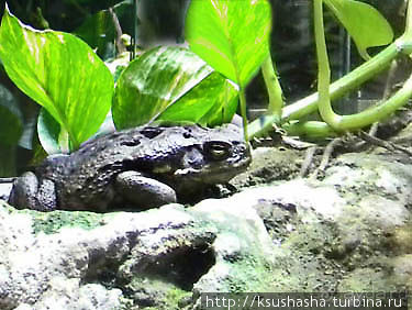 Аквариум Sea Life