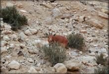 Волшебство пустыни. Эйн-Авдат
