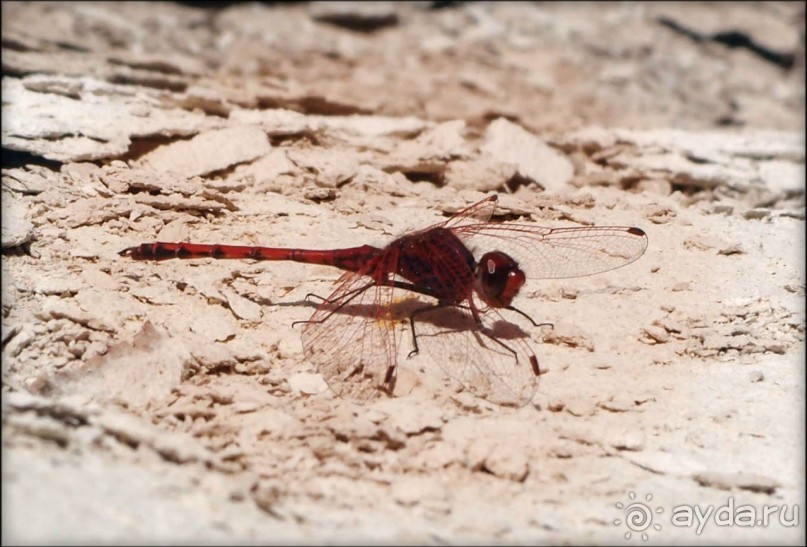 Волшебство пустыни. Эйн-Авдат