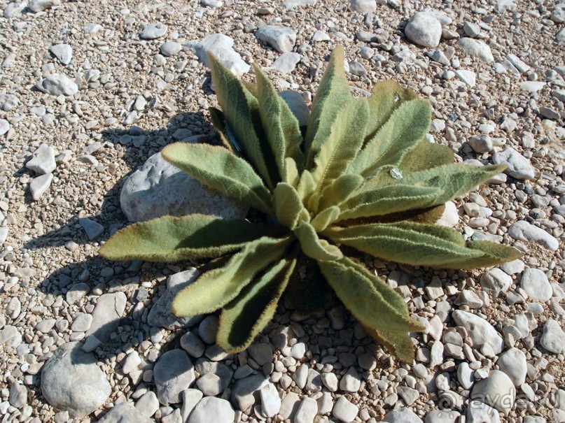 Волшебство пустыни. Эйн-Авдат