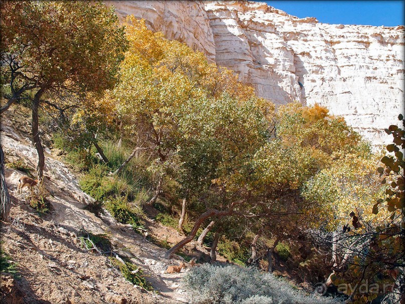 Волшебство пустыни. Эйн-Авдат
