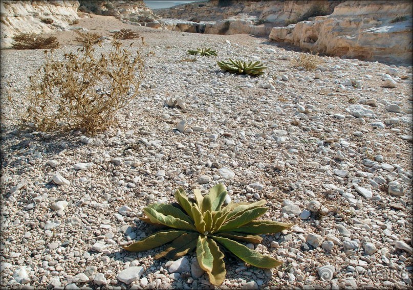 Волшебство пустыни. Эйн-Авдат