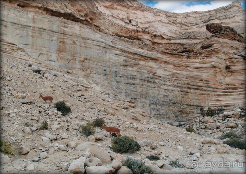 Волшебство пустыни. Эйн-Авдат