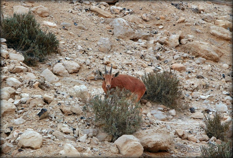 Волшебство пустыни. Эйн-Авдат
