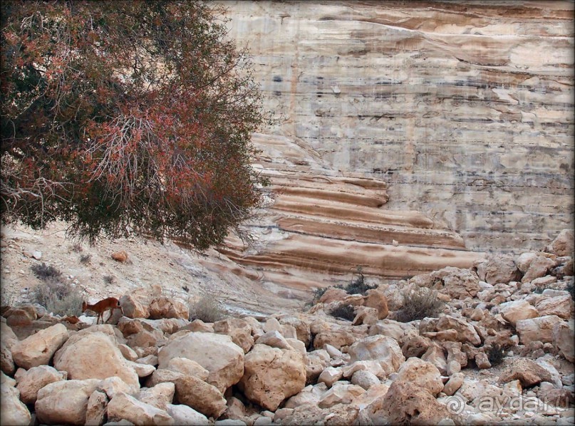 Волшебство пустыни. Эйн-Авдат