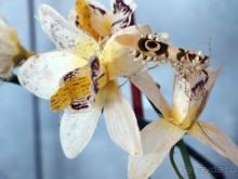 Греция. Релакс. Развлечения