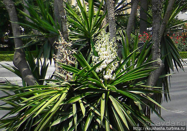 Экскурсионный автобус Малага-тур