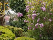 Мир глазами Винсента