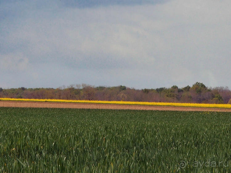 Мир глазами Винсента