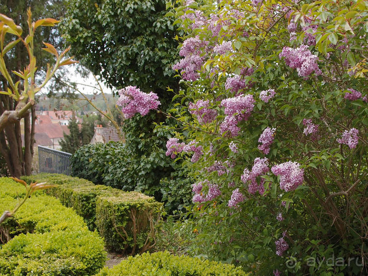 Мир глазами Винсента