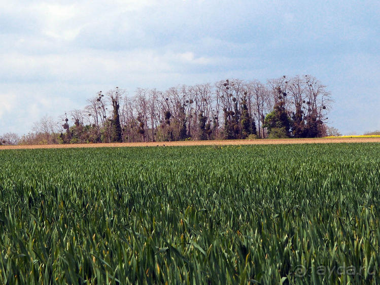 Мир глазами Винсента