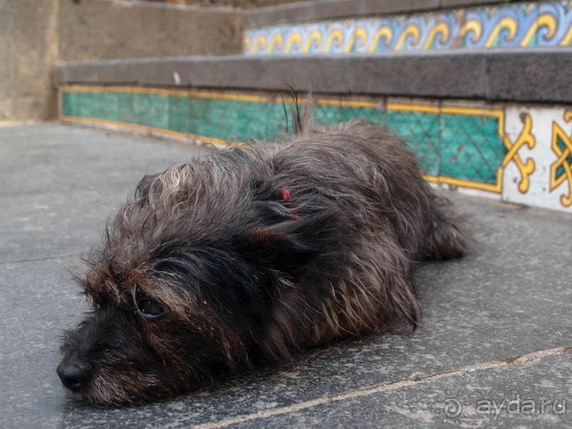 Сказ о мятежном бароне, отсечённых головах и библейских снах