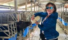 Деликатесы из молока буйволиц