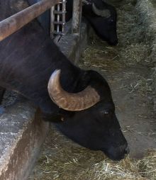 Деликатесы из молока буйволиц