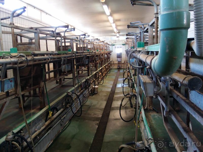 Деликатесы из молока буйволиц