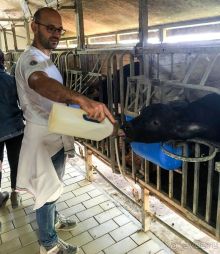 Деликатесы из молока буйволиц