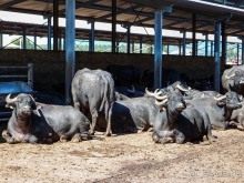 Деликатесы из молока буйволиц