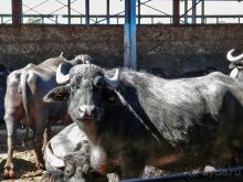 Деликатесы из молока буйволиц