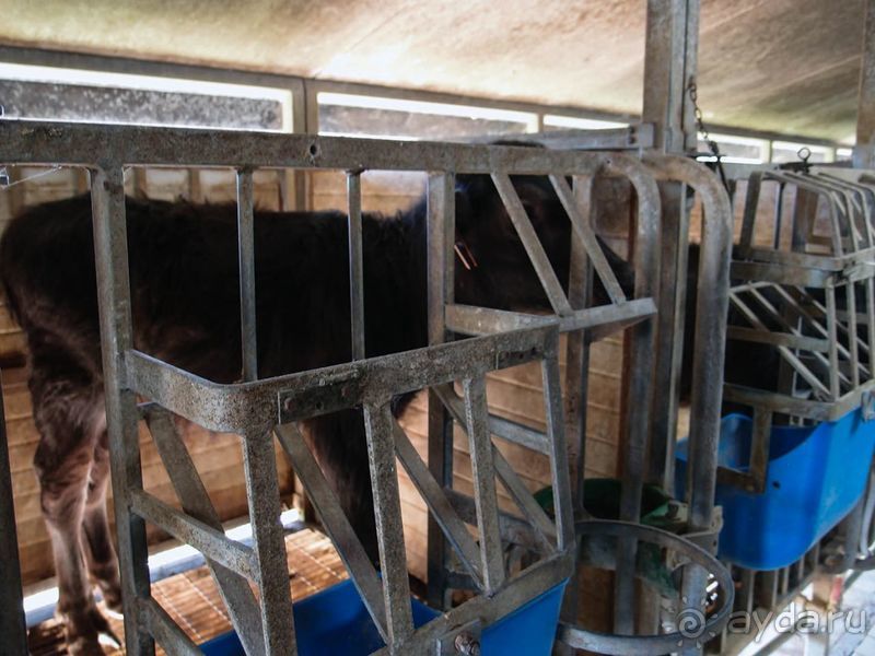 Деликатесы из молока буйволиц