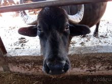 Деликатесы из молока буйволиц