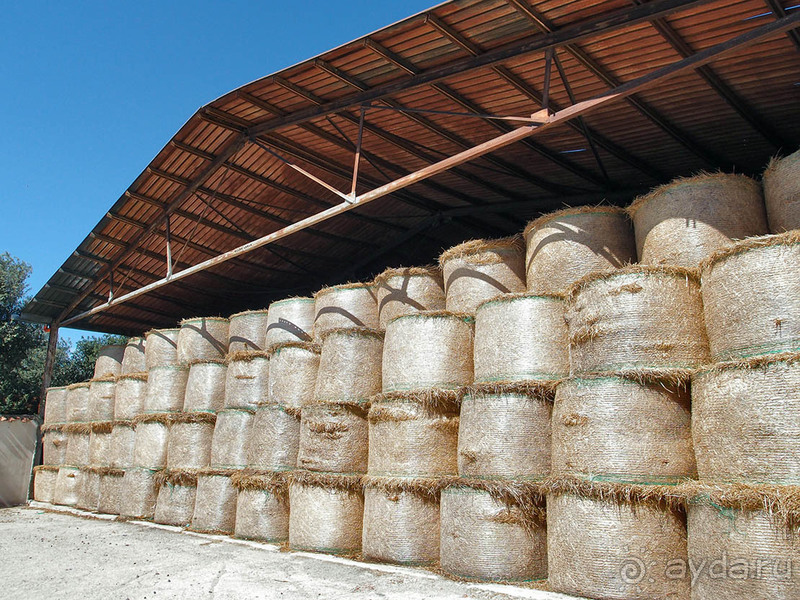 Деликатесы из молока буйволиц