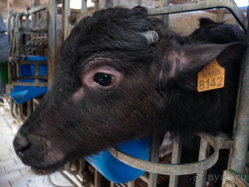 Деликатесы из молока буйволиц