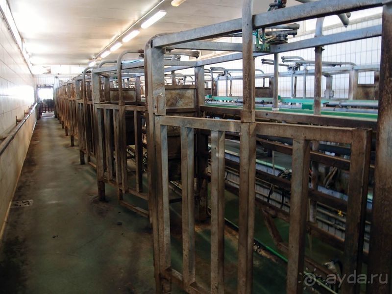 Деликатесы из молока буйволиц