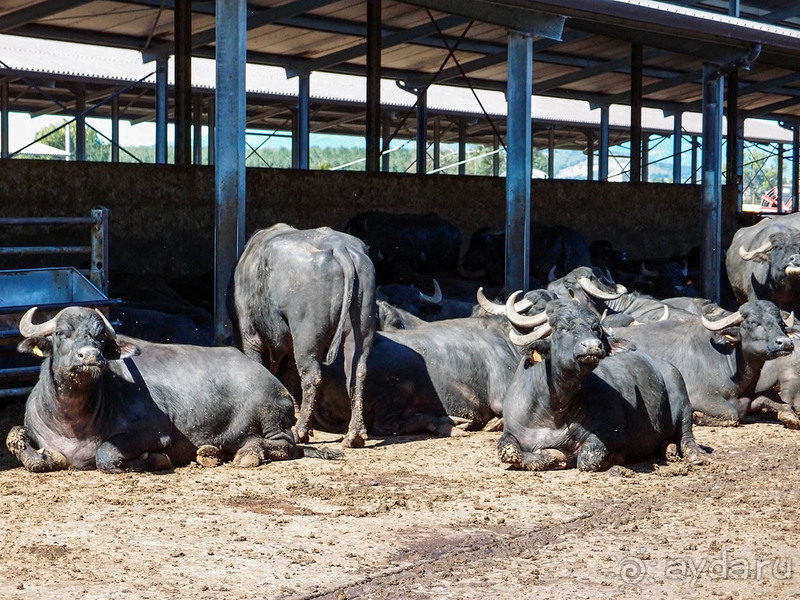 Деликатесы из молока буйволиц
