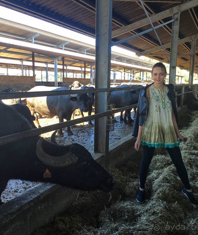 Деликатесы из молока буйволиц