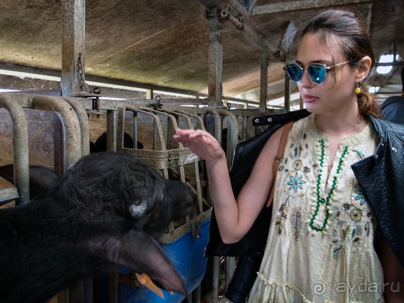 Деликатесы из молока буйволиц