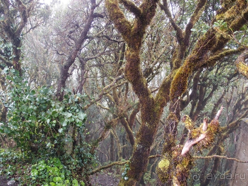 Альбом истории "Лавры и пальмы. Пейзажи Тенерифе"