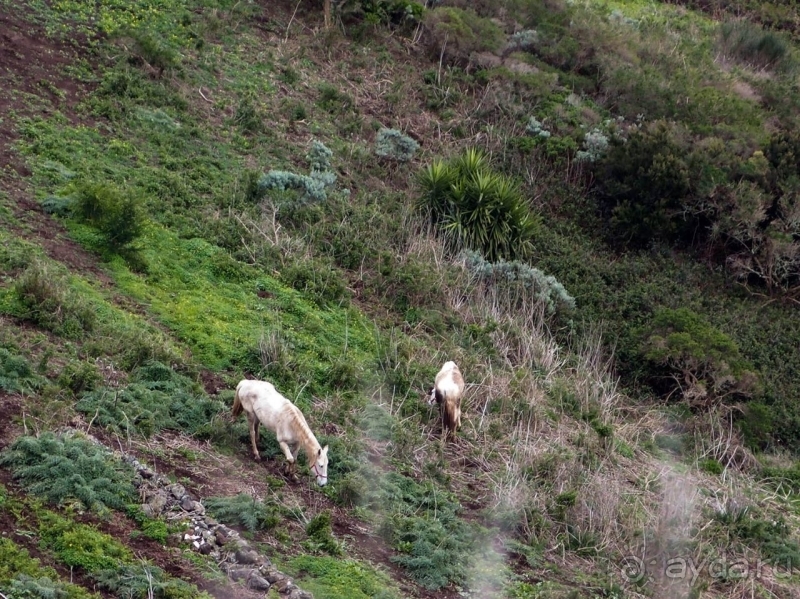 Альбом истории "Лавры и пальмы. Пейзажи Тенерифе"