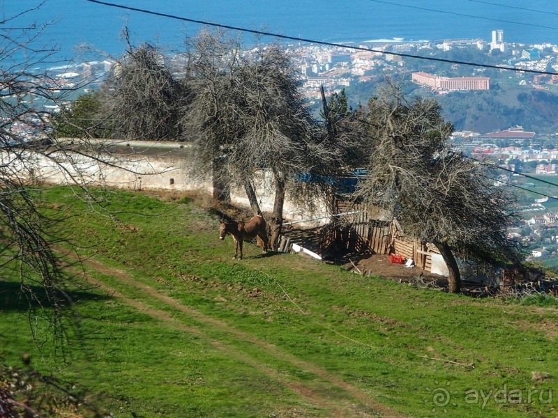 Альбом истории "Лавры и пальмы. Пейзажи Тенерифе"