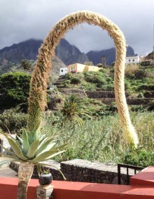 Лавры и пальмы. Пейзажи Тенерифе 