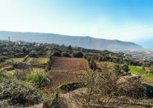 Лавры и пальмы. Пейзажи Тенерифе 