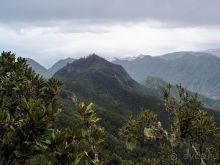 Лавры и пальмы. Пейзажи Тенерифе 