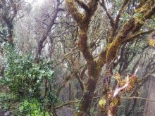 Лавры и пальмы. Пейзажи Тенерифе 