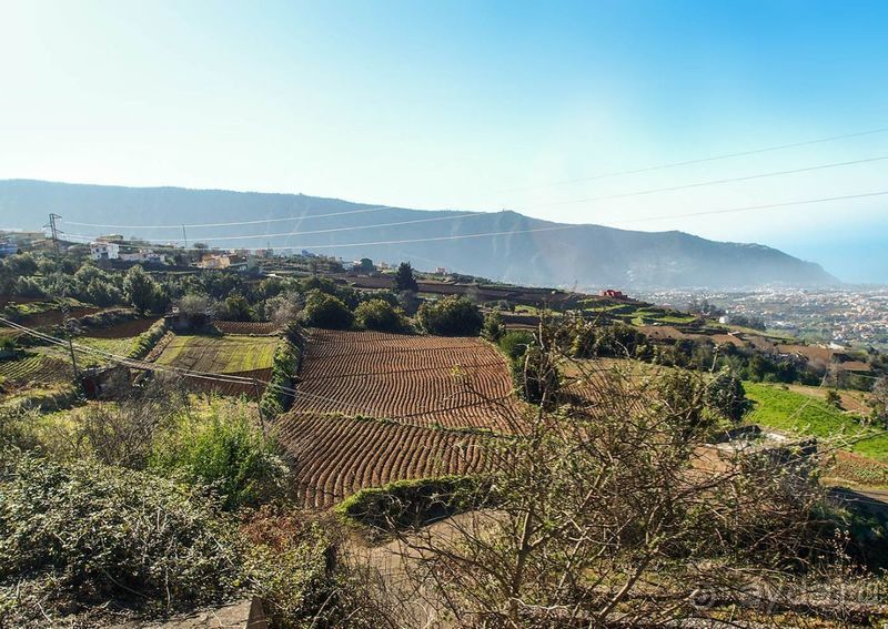 Лавры и пальмы. Пейзажи Тенерифе 