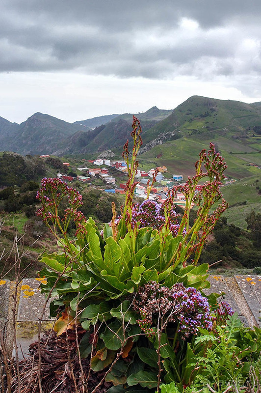 Лавры и пальмы. Пейзажи Тенерифе 