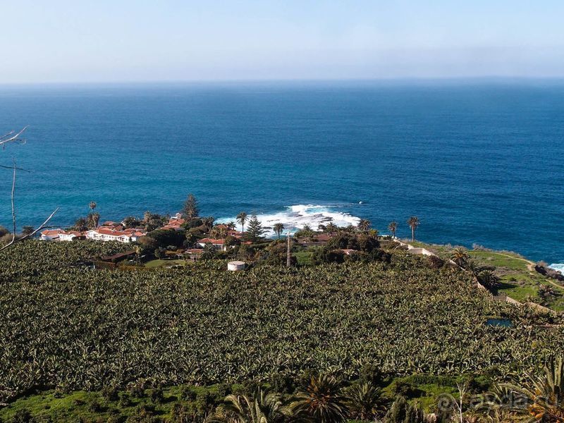 Лавры и пальмы. Пейзажи Тенерифе 