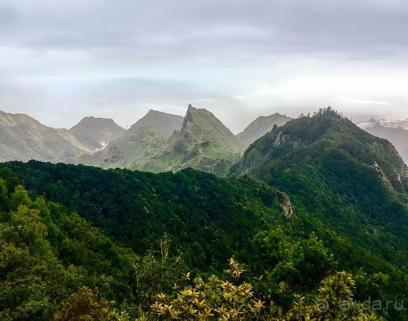 Лавры и пальмы. Пейзажи Тенерифе 